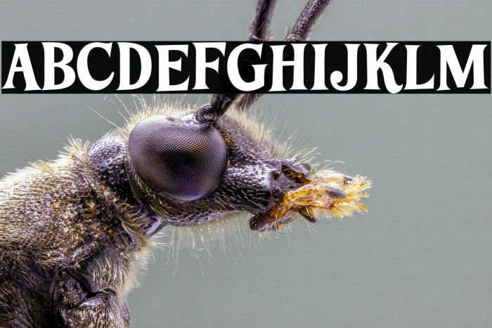 LTFunk-Bold Example 1