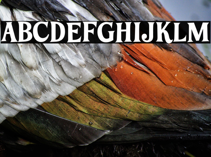 LTFunk-Bold Example 2