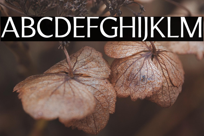 LTMarathon-Regular Example 3