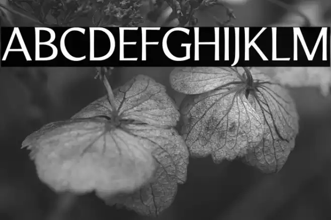 LTMarathon-Regular Font examples