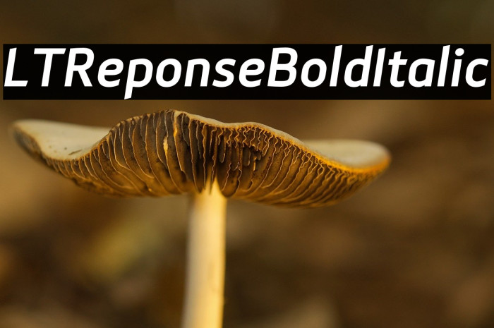 LTReponseBoldItalic Example 2