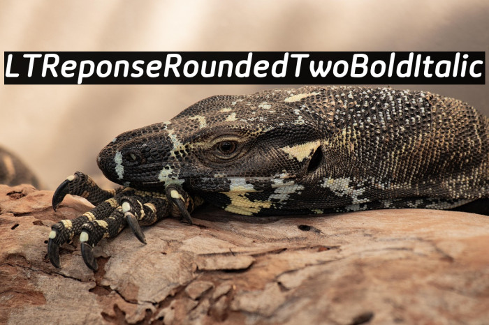 LTReponseRoundedTwoBoldItalic Example 3