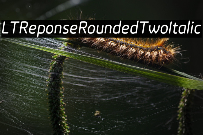 LTReponseRoundedTwoItalic Example 1