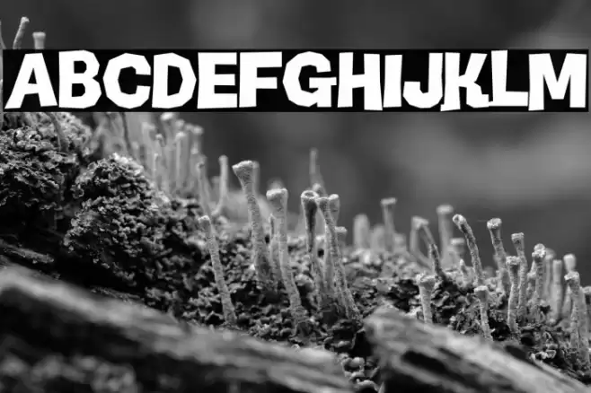 LTSculpture-Black Font examples