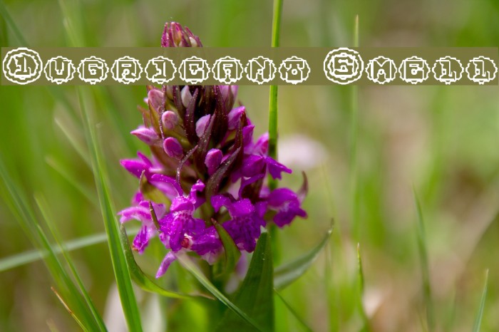 Lubricant Smell Font examples