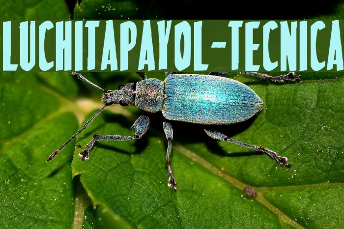 LuchitaPayol-Tecnica Font examples