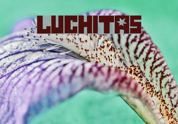 Luchitas Font examples