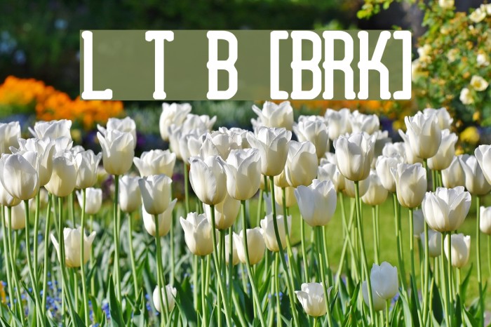 Lucid Type B [BRK] Example 1