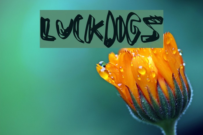LuckDogs لخطوط تنزيل examples