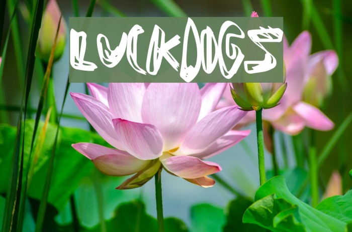 LuckDogs لخطوط تنزيل examples