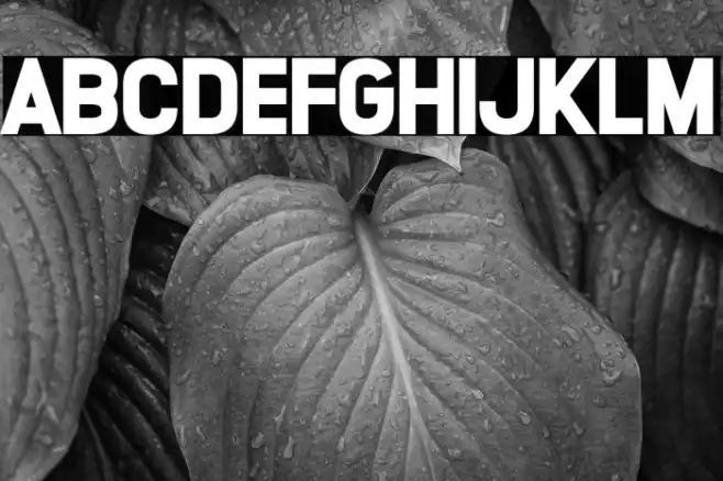 Lucky Lady Example 2