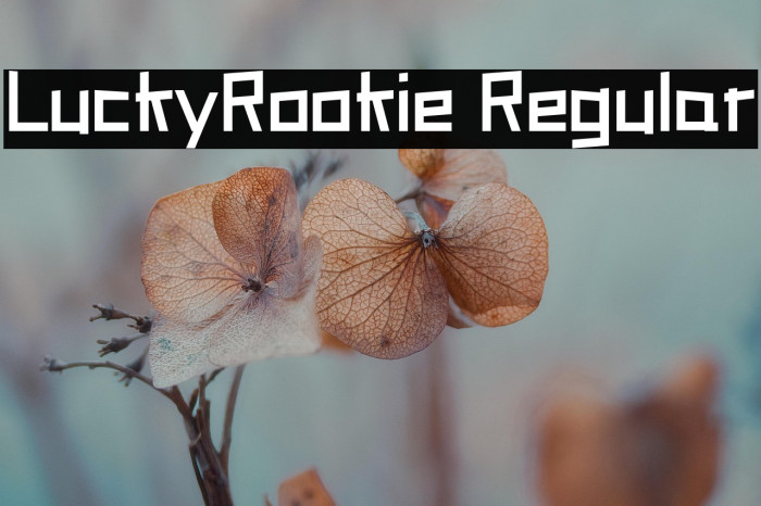 LuckyRookie Regular Example 2