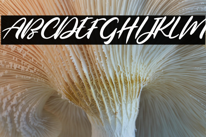 LuckySmithScriptFREE Example 3