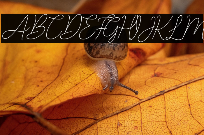 LucylaneFree-Slant Example 3