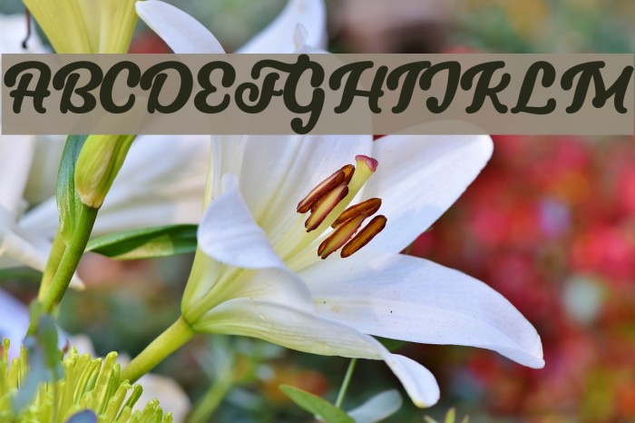 LucytheCat-Regular Font examples