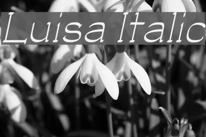 Luisa Italic Font examples