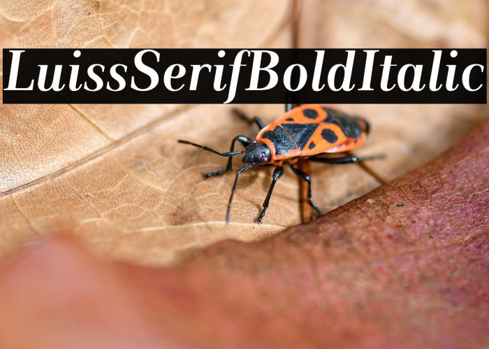 LuissSerif-BoldItalic Example 1