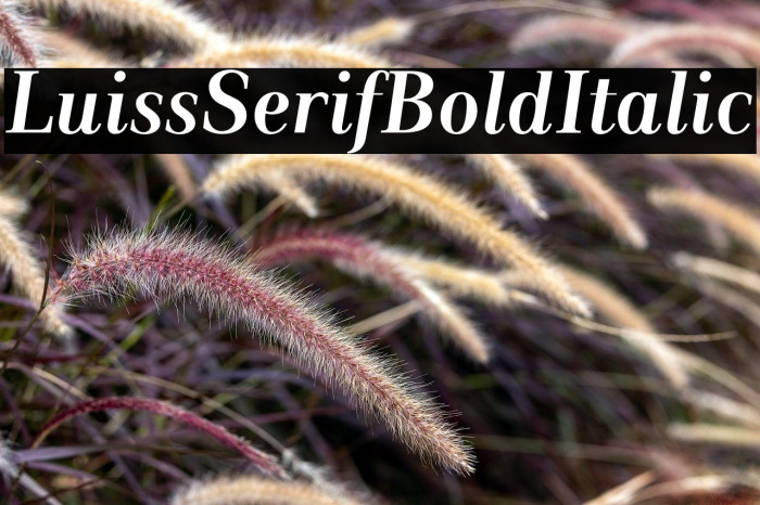 LuissSerif-BoldItalic Example 3