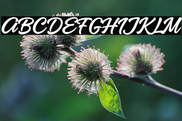 LumpiaBrushFree Example 2