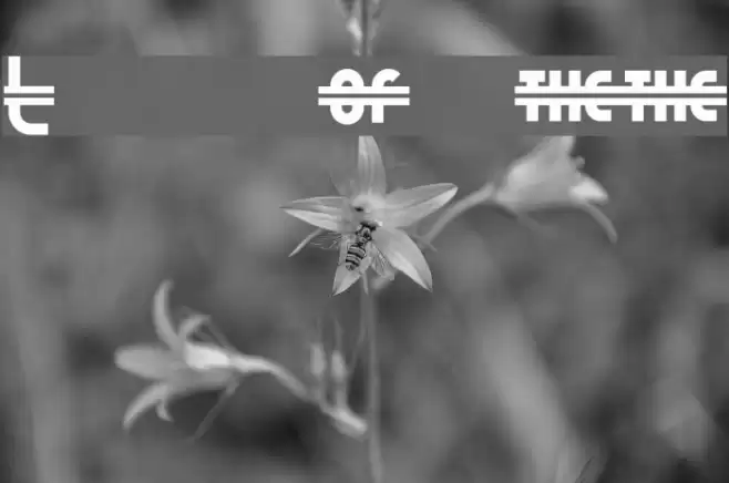 Luncheonette Font examples