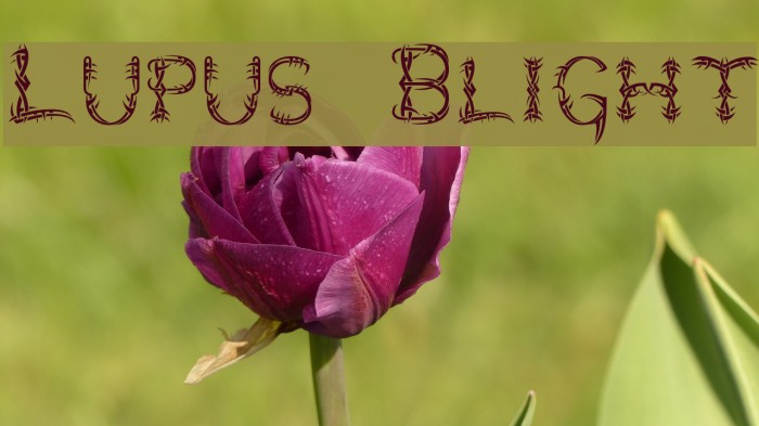 Lupus Blight Fonte examples