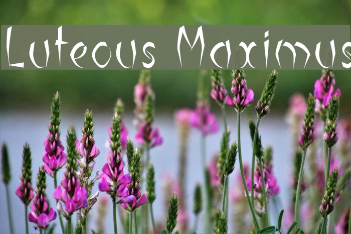 Luteous Maximus Font examples
