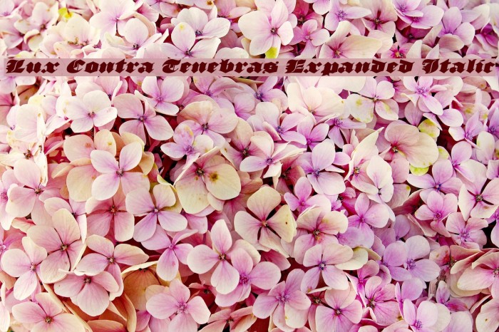 Lux Contra Tenebras Expanded Italic Example 1