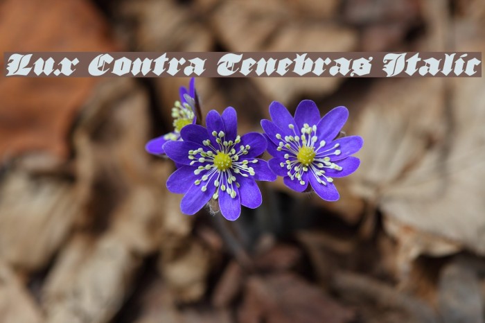 Lux Contra Tenebras Italic Font examples