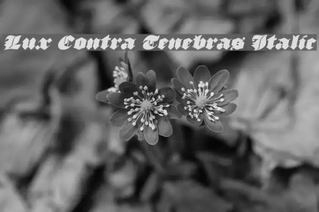 Lux Contra Tenebras Italic Example 2