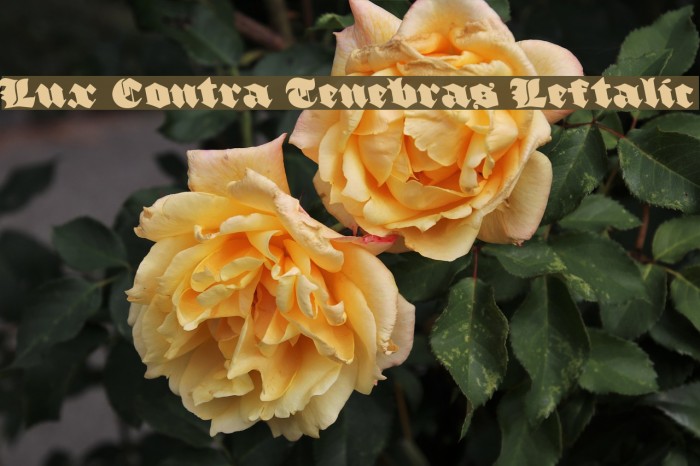 Lux Contra Tenebras Leftalic Font examples