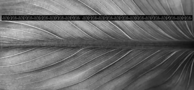 Luxury Monogram Шрифта examples