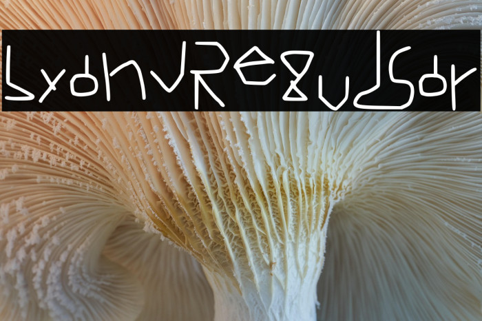 Lyand Regular Example 1