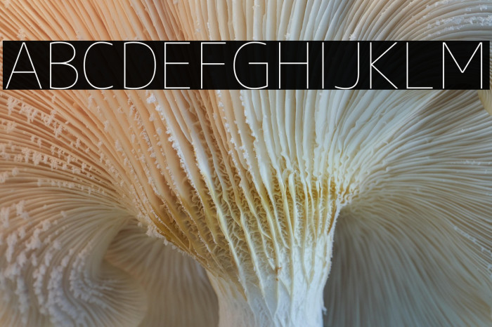 M+ 1c thin Example 2