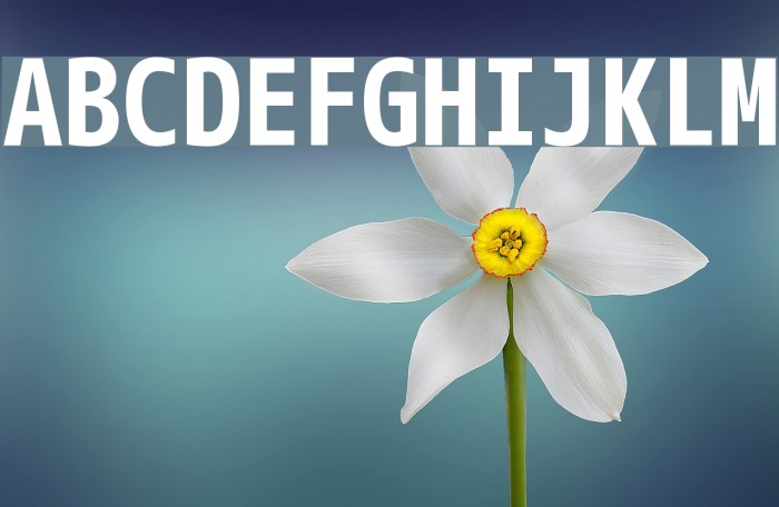 M+ 1m bold Font examples
