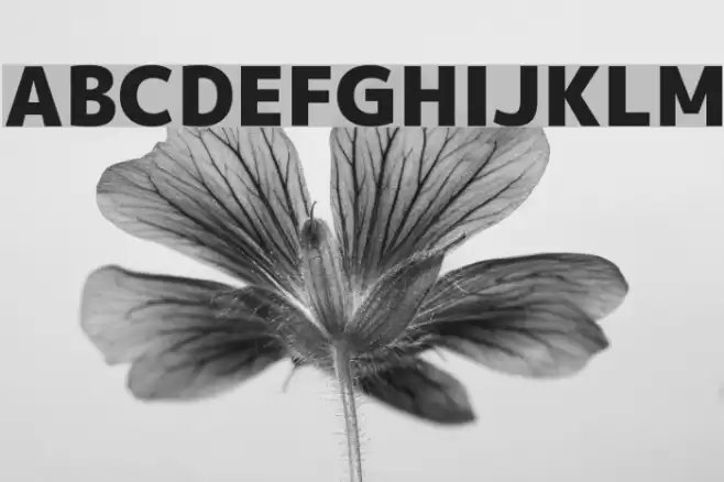 M+ 1p black Font examples