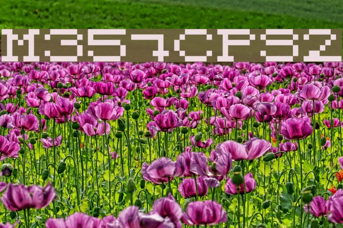 M35_CPS2 Schriftart examples
