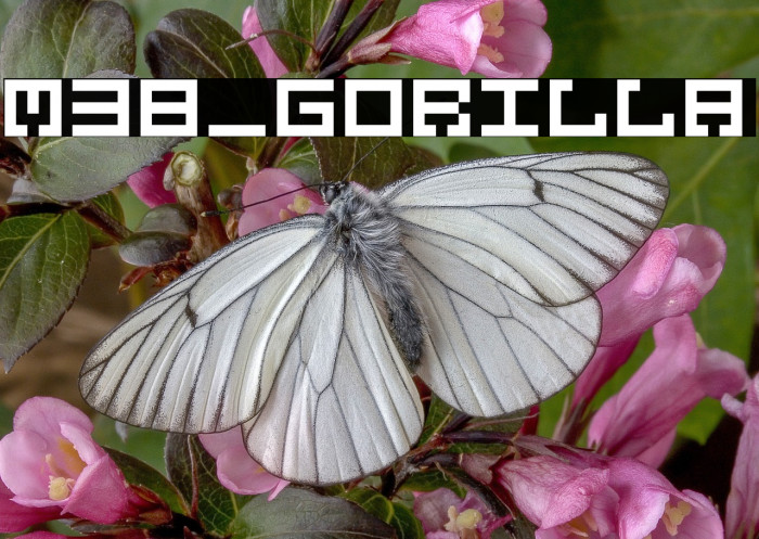 M38_GORILLA Font examples
