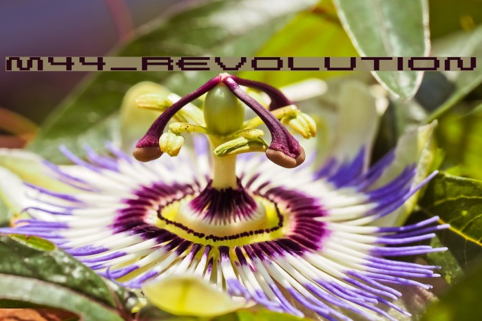 M44_REVOLUTION Font examples