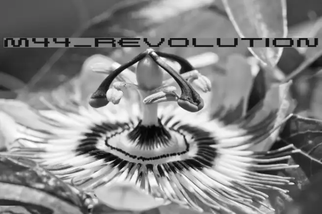 M44_REVOLUTION Example 3