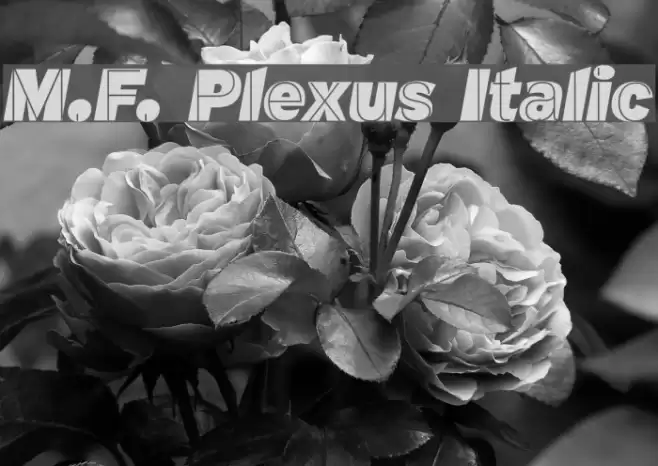 M.F. Plexus Italic Font examples