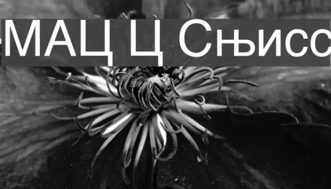 MAC C Swiss Fonte examples