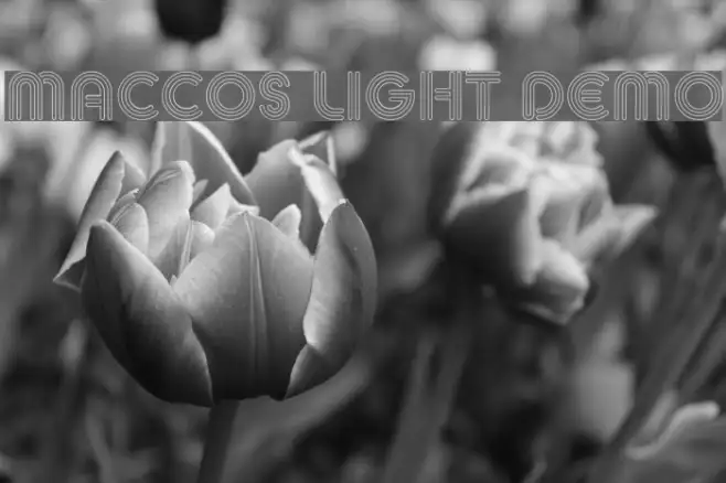 MACCOS LIGHT Demo Example 1