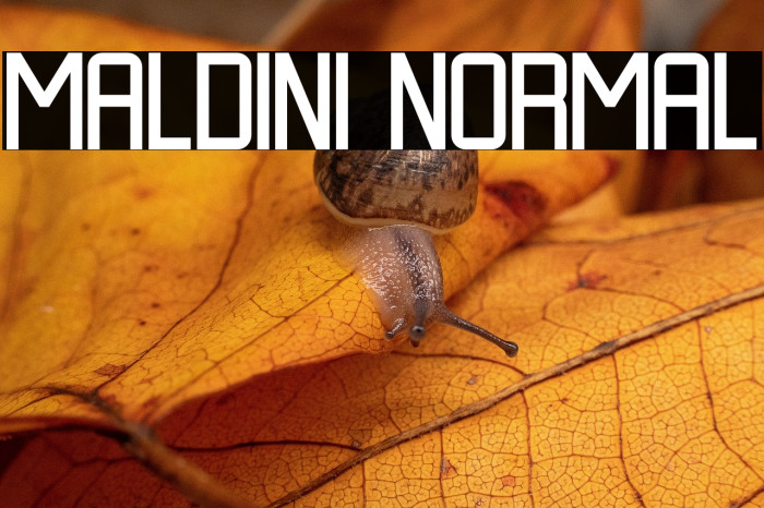 MALDINI NORMAL Example 1