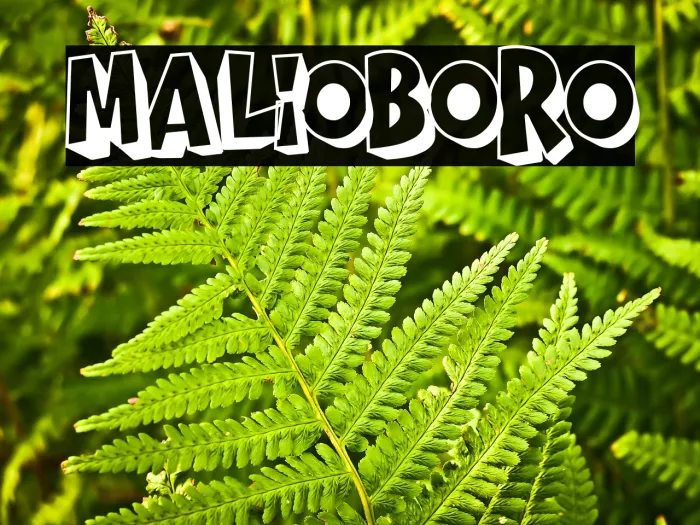 MALIO BORO Example 2