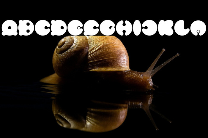 MASTER PANDA Bold Example 1