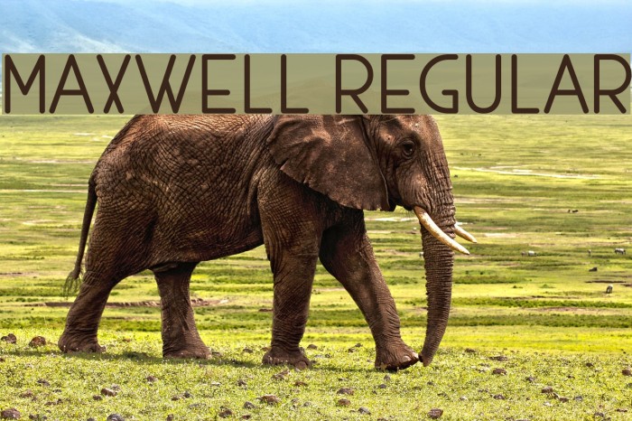 MAXWELL REGULAR Font examples