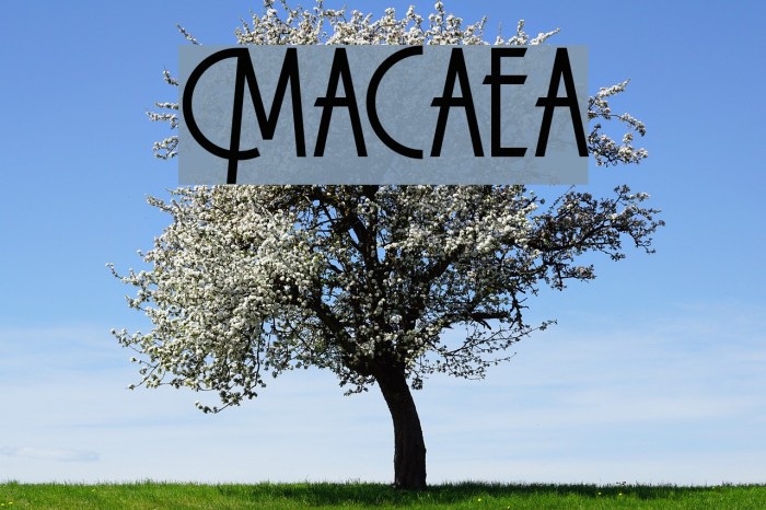 Macarena Font examples