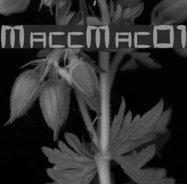 MaccoMac01 Font examples