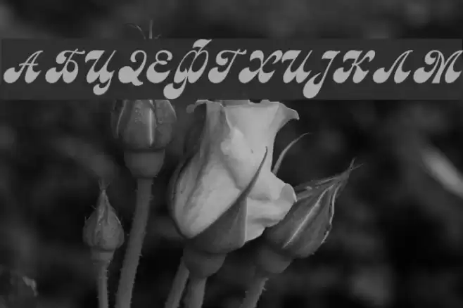 Macedonian Astra Font examples