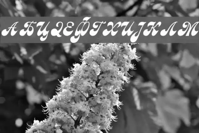 Macedonian Astra Font examples